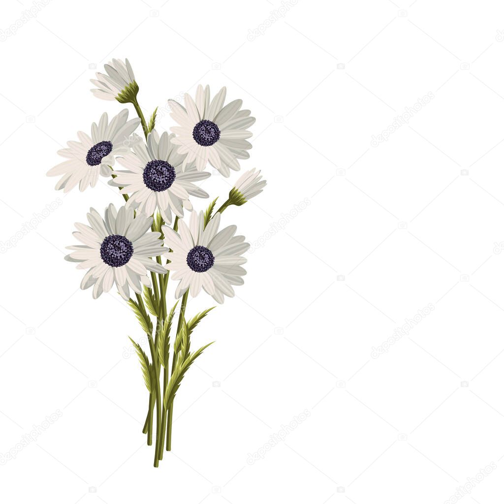 Beautiful white daisies on white background. Floral vector background