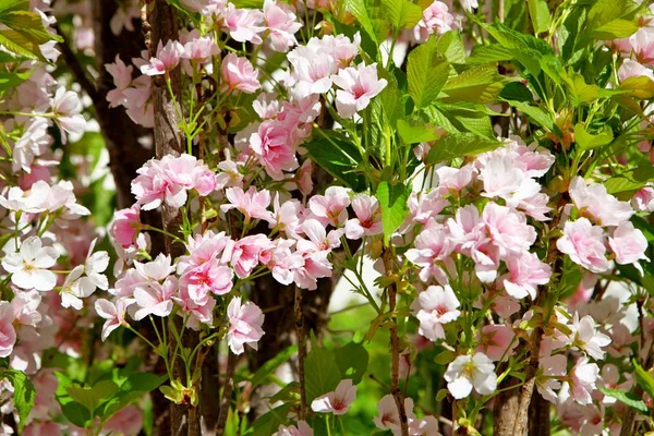 Růžový květ rostlin květy na stromě. Koncept slunečný den — Stock fotografie