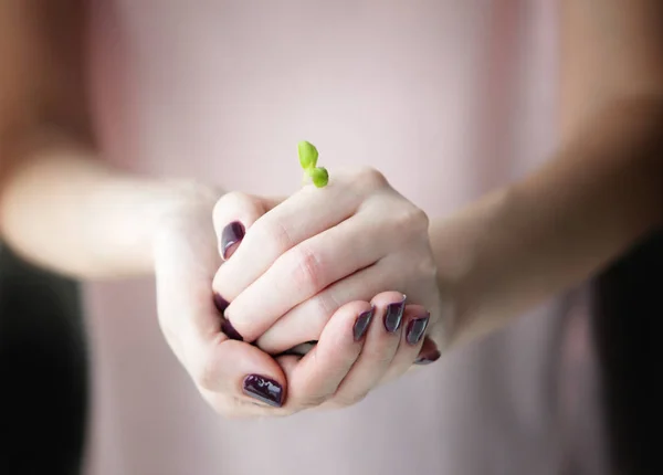 成長のために土壌中の若い苗植物を保持する女性の手。土の上に成長している若い木の苗植物を植える-環境を助ける-環境を救う — ストック写真