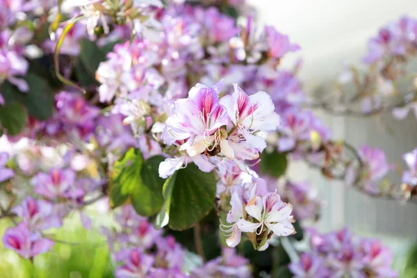 Frühlingsblütenzärtlichkeit. helle Blüten des Kirschpflaumenbaums vor blauem Himmel. Cyan-rosa Farbkontrast. — Stockfoto