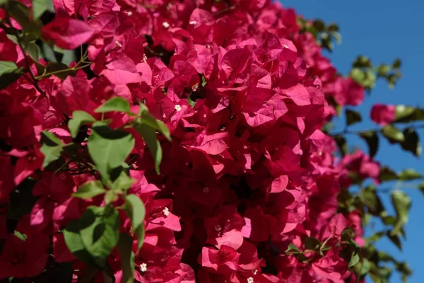 Frühlingsblütenzärtlichkeit. helle Blüten des Kirschpflaumenbaums vor blauem Himmel. Cyan-rosa Farbkontrast. — Stockfoto