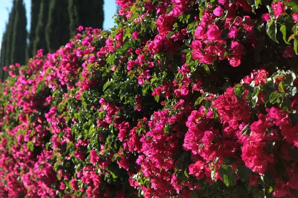 Ευαισθησία στην άνοιξη. Λαμπερά λουλούδια από δαμάσκηνο δενδροφοίνικα στο φόντο του γαλάζιου ουρανού. Κυανό ροζ χρώμα αντίθεσης. — Φωτογραφία Αρχείου