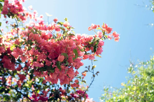 春花柔情。蓝天背景上鲜艳的樱花花。青色粉红色对比度. — 图库照片