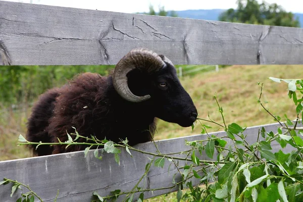 Cavalletto di capra nera adulto in un'erba estiva . — Foto Stock