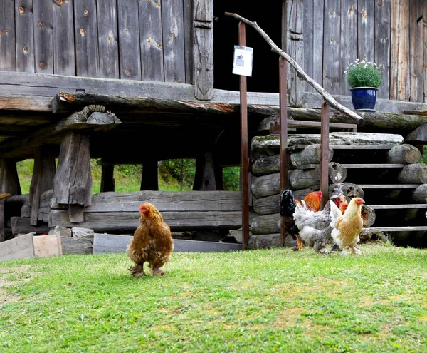 Coq avec peigne rouge et troupeau de chikens pâturant sur le sol de la cour du village en été journée ensoleillée — Photo