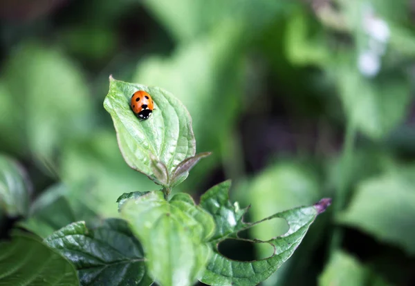 Mariquita sentada en una hoja de flores cálido día de primavera en una hoja insecto escarabajo — Foto de Stock