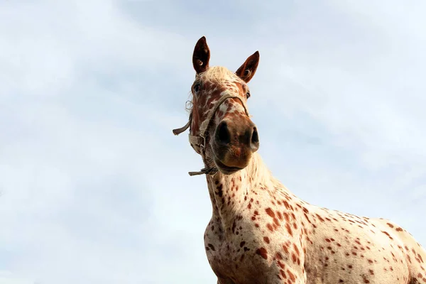 Leopard coat pattern horse standing in high grass, long mane, galloping