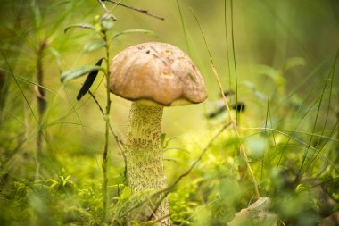 Aspen mantarı mı yoksa sadece funda ve büyük yenilebilir mantar mı?