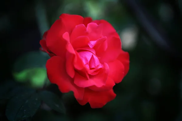 Rosa tenera rossa in giardino. sfondo profondo. concetto floreale e petalo . — Foto Stock