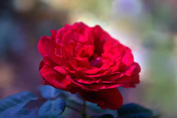 Rosa tenera rossa in giardino. sfondo profondo. concetto floreale e petalo . — Foto Stock