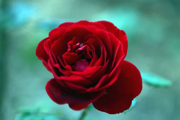 Rosa tenera rossa in giardino. sfondo profondo. concetto floreale e petalo . — Foto Stock