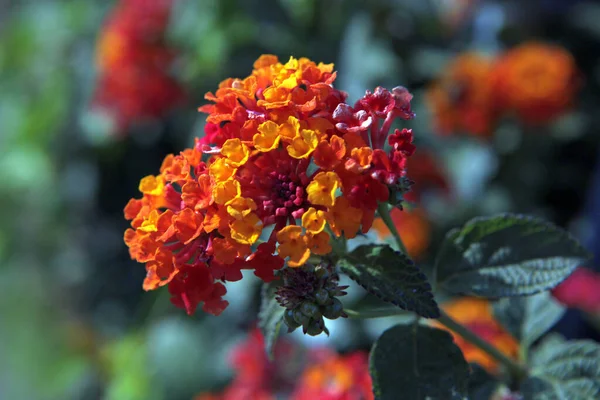 Orange blommor av söt osmanthus vid trädgården — Stockfoto