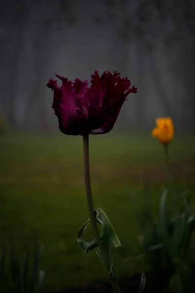 Tulipes Fleurs Dans Jardin Parc Brumeux Printemps Jour Nuageux Brouillard — Photo