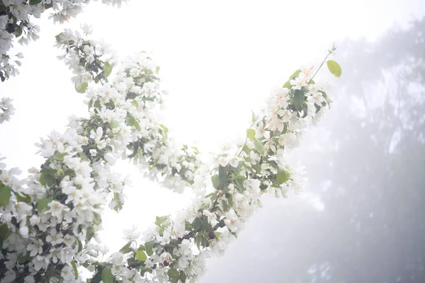 Jabloň Květiny Mlhavé Zahradě Nebo Park Jarním Zamračeném Dni — Stock fotografie