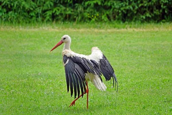 夏天的草地上,白鹤屹立在绿草旁.命名为西科尼亚西科尼亚。一种白色的大鸟，翅膀上有黑色，有长长的红色腿和长长的尖红色喙。位于爱沙尼亚 — 图库照片