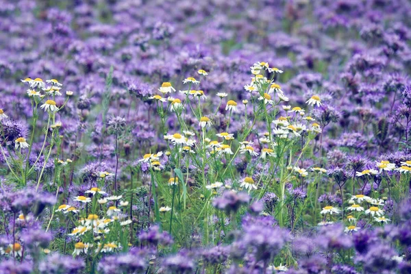 Matricaria camomilla sur prairie de fleurs sauvages-camomillas sur le terrain. Floraison de fleurs sauvages à l'heure d'été — Photo