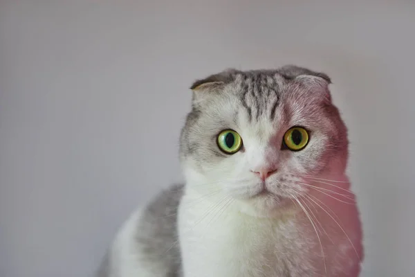 Sorprendido Gato Macho Pliegue Escocés Retrato Scottish Fold Cat Con — Foto de Stock