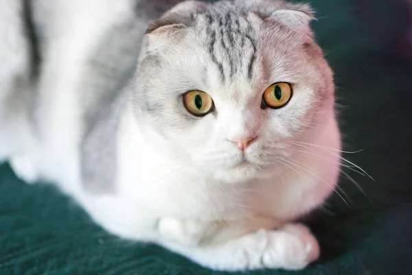 Scottish Fold Cat με στρογγυλό πρόσωπο. Πορτρέτο του έκπληκτος Σκοτσέζος φορές αρσενικό γάτα με μεγάλα μάτια. Κίτρινα μάτια. — Φωτογραφία Αρχείου