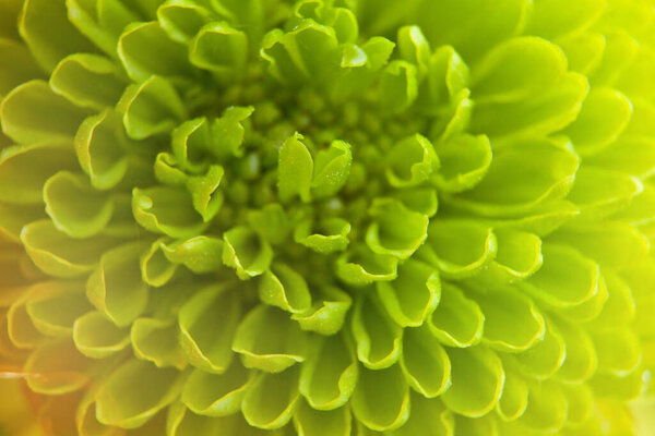 Close-up shot of green chrysanthemum. Shallow Focus at macro photo. Water drops.