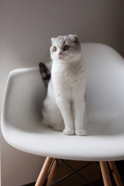 Evin içi, modern plastik koltukta oturan kedi, beyaz duvarın yanında. Modern bir sandalyede oturan İskoç beyaz kedisi.