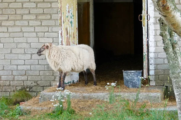 Pecora in vecchia fattoria abbandonata a estonia — Foto Stock