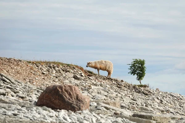 Ovelhas andando No topo da montanha em rocha. bela paisagem. ovelhas nas rochas. Ovelha da montanha em Osmussaar Iscland. ovelha No topo da montanha. — Fotografia de Stock