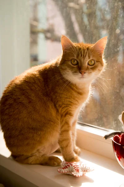 Chat orange assis à la fenêtre à la maison. Femme, chat mignon sur le rebord de la fenêtre regardant les oiseaux qui regardent à travers le verre à l'extérieur. journée ensoleillée — Photo