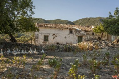 Çayırda ördek sürüsü. Çiftlik hayatı. Hayvanlar