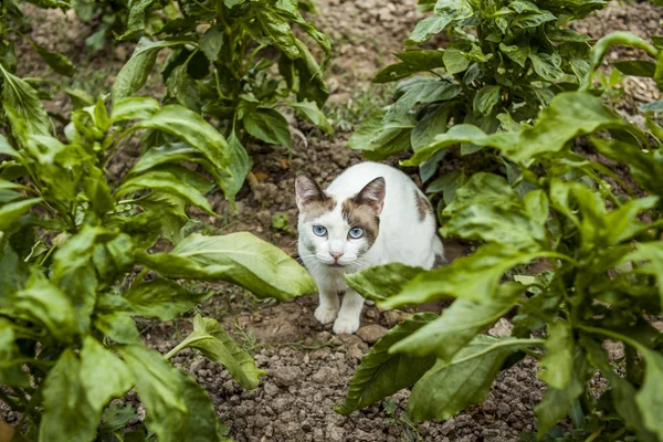 Etkileyici mavi gözlü sevimli kedi sebze bahçesinde gizle