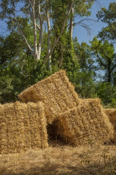 Fasci Fieno Una Fattoria Agricola Sfondo Campo Ora Legale — Foto Stock