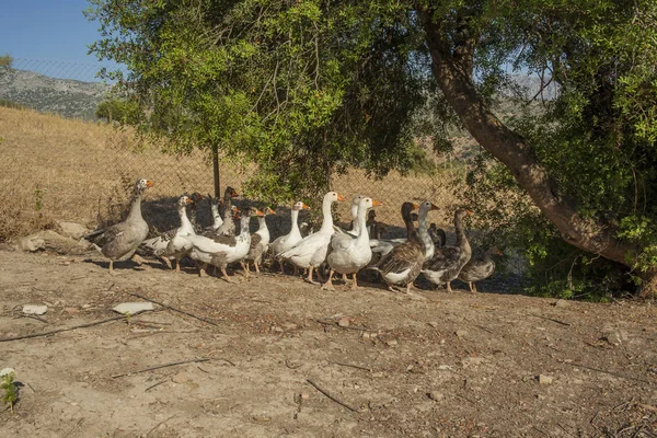 Herd of ducks in the meadow. Farm life. Animals