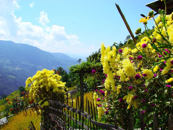 Himalayas yellow chrysanthemum on wicker fence. — Stock Photo, Image