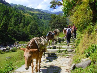 Himalayalar, Nepal - 22 Ekim 2008: Himalaya, yatay, güzel dağ sahne. Eşekler karavan için aşağıya gidiyor. Annapurna trekking rotası.