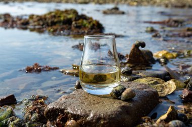 Bir bardak viski ve deniz kenarı tatmak alçak gelgit sırasında, dumanlı viski ve istiridye eşleşmesi.