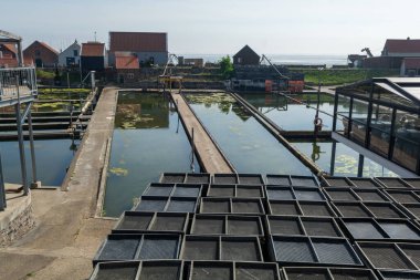 Zeeuwse köyü Yerseke 'nin ünlü istiridye kuyuları Belon ve Creuse istiridyeleri ve midyeleri, Zeeland, Hollanda