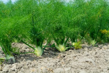 Her yıl yetişen Floransa rezene ampulleri, foeniculum vulgare azoricum.
