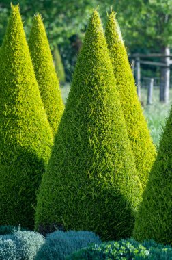Bahçede iyi yetiştirilmiş yeşil konik thuja kozalaklı ağaçlar