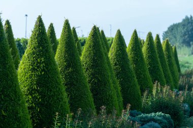 Bahçede iyi yetiştirilmiş yeşil konik thuja kozalaklı ağaçlar
