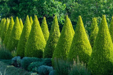 Bahçede iyi yetiştirilmiş yeşil konik thuja kozalaklı ağaçlar