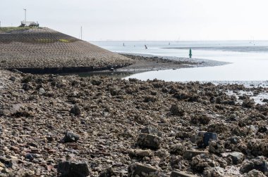 Hollanda, Zeeland 'deki gelgit sırasında deniz kıyısında mevsimlik yabani istiridye kabuklu deniz hayvanı hasadı.