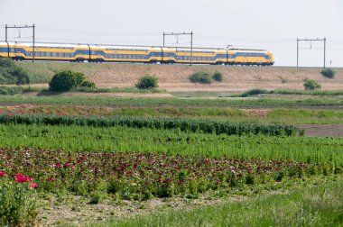 Zeeland, Hollanda 'da yaz tatili, demiryolu ve çiçek açan kırmızı gelincik çiçekleri, seyahat geçmişi.