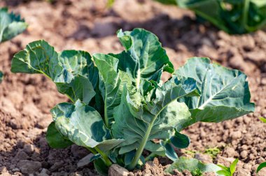 Güneşli bir günde yeşil brokolili lahana yetiştirilen tarla.