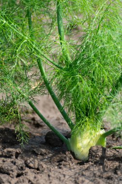 Her yıl yetişen Floransa rezene ampulleri, foeniculum vulgare azoricum.