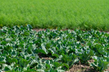 Yeşil brokoli, lahana ve rezene bitkilerinin yetiştiği tarla.