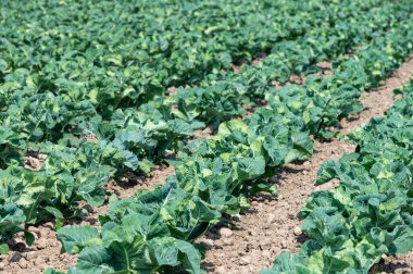 Güneşli bir günde yeşil brokolili lahana yetiştirilen tarla.