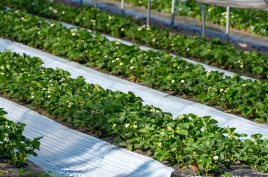 Plastikçilik yöntemini kullanarak çilek yetiştirme, sera polietilen tünellerinde plastik gübre üzerinde büyüyen bitkiler.