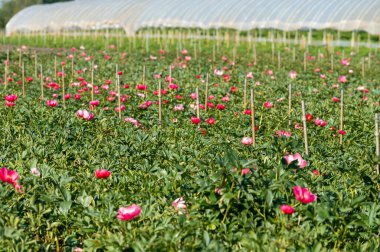 Hollanda 'da güneşli bir günde tarlada açan pembe şakayık çiçekleri.