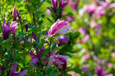 Güneşli bir günde pembe çiçekli sonsuz yeşil bahçe dekoratif manolya ağaçları olan bir çiftlik.