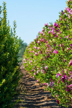 Güneşli bir günde pembe çiçekli sonsuz yeşil bahçe dekoratif manolya ağaçları olan bir çiftlik.
