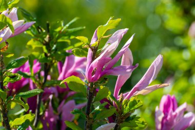 Güneşli bir günde pembe çiçekli sonsuz yeşil bahçe dekoratif manolya ağaçları olan bir çiftlik.